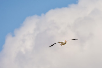 American white pelican