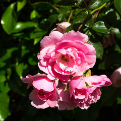 Fototapeta premium Flowers