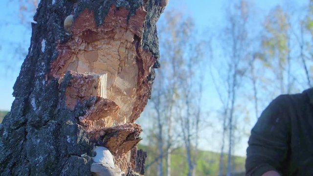Close up axe in strong hands lumberjack. Woodcutter cuts tree in forest. Wooden chips fly apart. Concept of industry and forestry. Blurred background