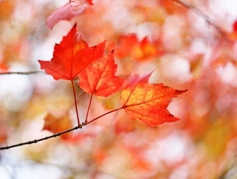 Autumn background photo