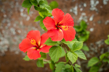 Tropical Red Flowers 
