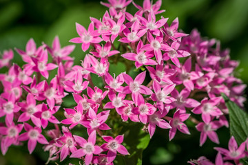 Pink Flowers