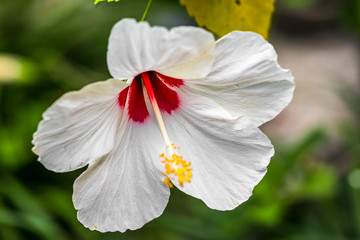 White Flower