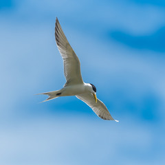     Great crested tern, sea bird, French Polynesia, bird flying in blue sky
