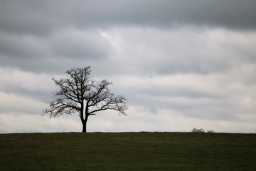 Obraz premium Samotne drzewo