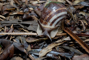 A snail with antennas and a striped shell creeps along the wet foliage after a rain