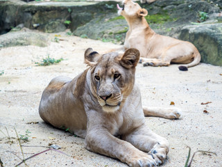 Close-up of wild lioness looking straight