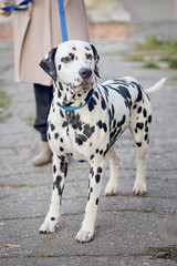 Dog breed Dalmatian stands at the feet of the mistress