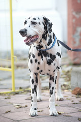 Dog breed Dalmatian standing looking to the side