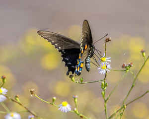 Spicebrush swallowtail butterfly