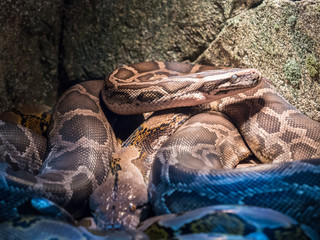 Ball Python close up Python Regius