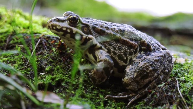  Frog closeup.