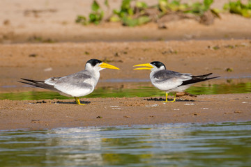 Casal de Trinta-réis-grande (Phaetusa simplex) na beira do Rio Cuiabá, Pantanal Norte.