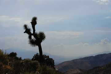 Isolated Tree at the Key Views overlook in Joshua Tree National Park