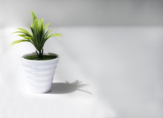 A green plant in a white pot over white background
