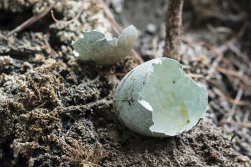 Shells of bluish eggs on clay.