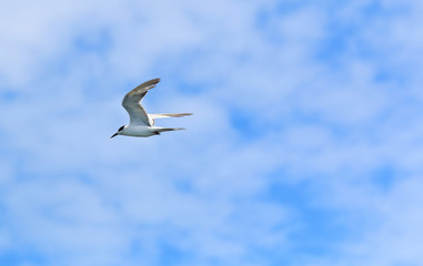 Fototapeta na wymiar seagull flying in beautiful sky