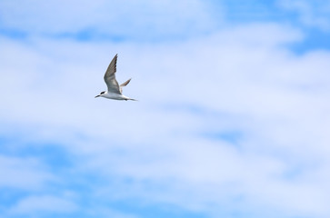 seagull flying in beautiful sky