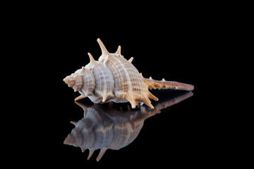 Close-up seashell with reflection on black background .