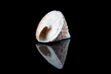 Decorative seashell on a black background