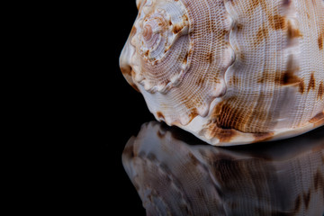 Close-up seashell with reflection on black background .