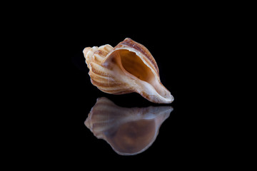 Fototapeta na wymiar Sea shell conch isolated on black background .