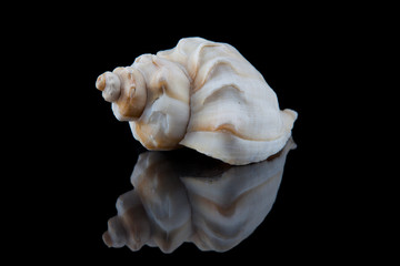 Decorative seashell on a black background