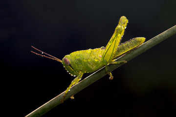 Grasshopper