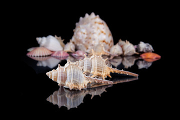 Obraz premium Bright colorful sea shells grouped across a dark background