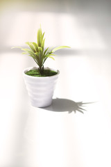 A green plant in a white pot with its shadow