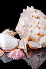 Sea shells conch isolated on black background .