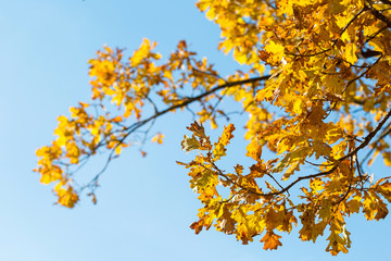 Fall leaves with the blue sky background. Colorful foliage in the autumn park