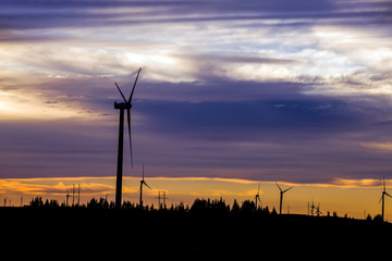 Obraz premium Wind turbines in the evening