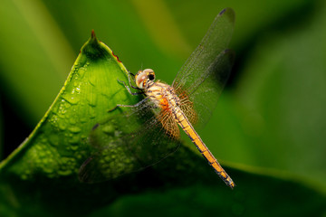 Dragonfly Macro