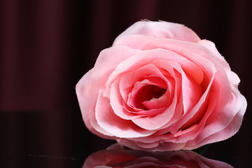 pink rose on black background