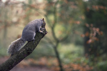 Grey Squirrel