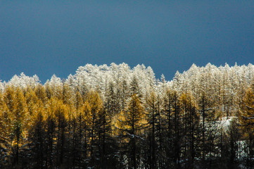 White trees