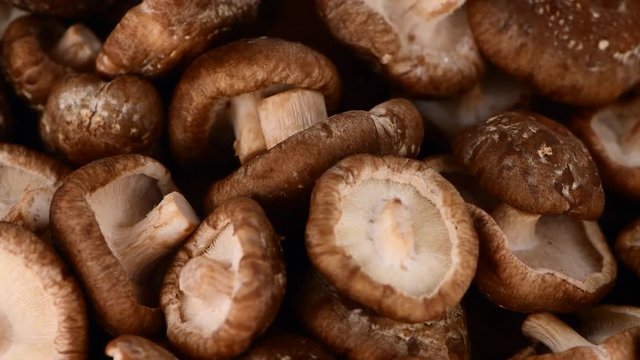Shiitake mushrooms as seamless loopable rotating 4K UHD footage