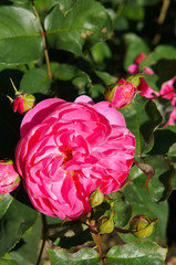 Rose floribunda red leonardo da vinci flower with green