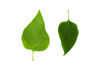 Green leaf