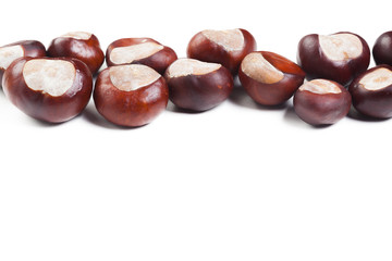 chestnut on a white background
