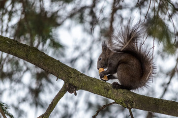 Squirrel