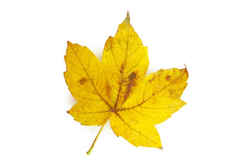 Yellow leaf isolated on white background
