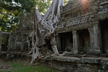 Fototapeta na wymiar The temple and trees in Angkor Wat, Cambodia