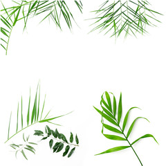 Leaves on white background