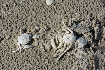 Krebstiere am Sandstrand