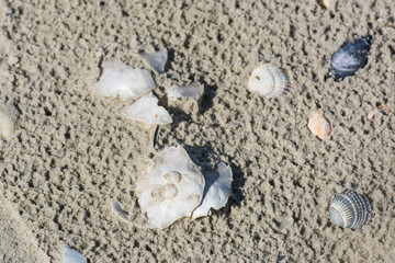 Fototapeta na wymiar Krabben und Muscheln am Sandstrand