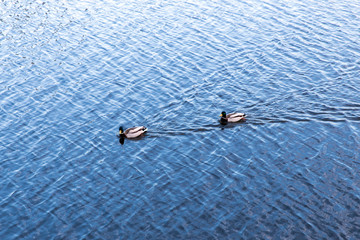 Fototapeta premium Ducks in the mating season.