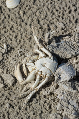 Krabbe am Sandstrand
