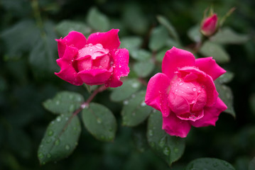 Pink rose in the nature or in the garden.